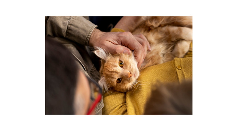 Cuidar de Perros y Gatos Reduce el Estrés en un Tercio de los Españoles